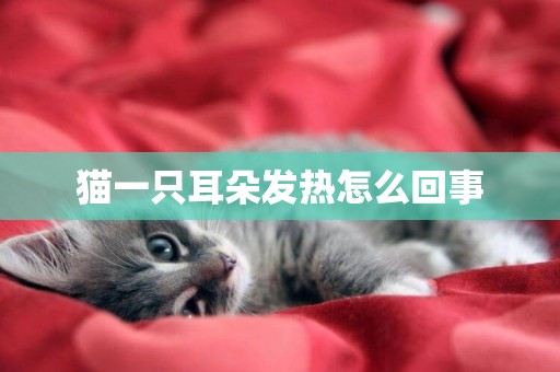 貓一只耳朵發熱怎么回事