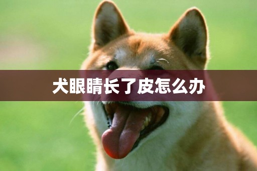 犬眼睛長了皮怎么辦