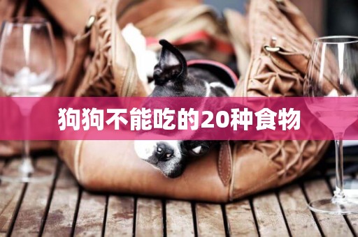 狗狗不能吃的20種食物
