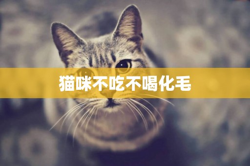 貓咪不吃不喝化毛