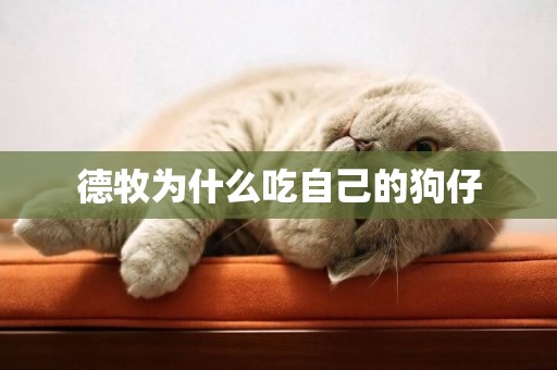 德牧為什么吃自己的狗仔