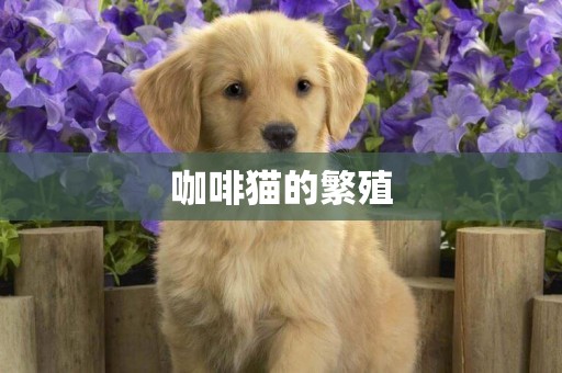 咖啡貓的繁殖