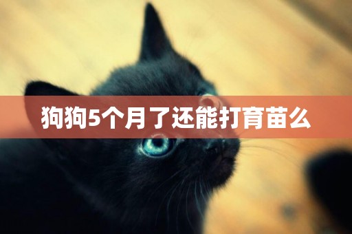 狗狗5個月了還能打育苗么