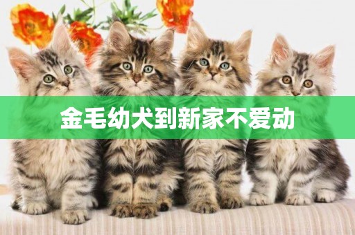 金毛幼犬到新家不愛動