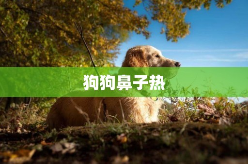 狗狗鼻子熱