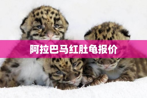 阿拉巴馬紅肚龜報價