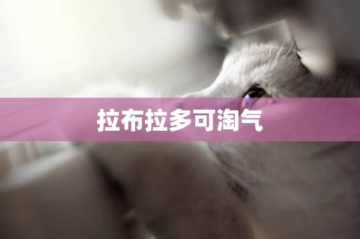 拉布拉多可淘氣