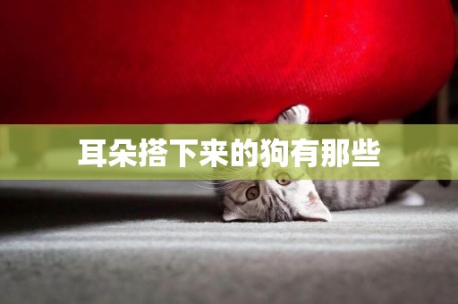 耳朵搭下來的狗有那些