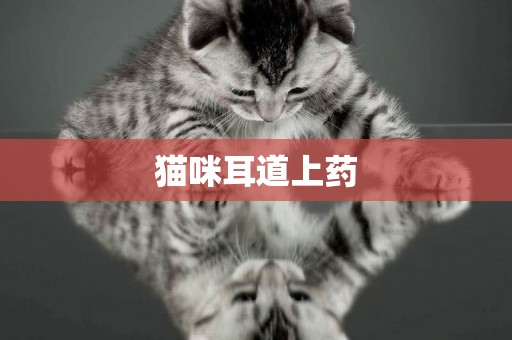 貓咪耳道上藥