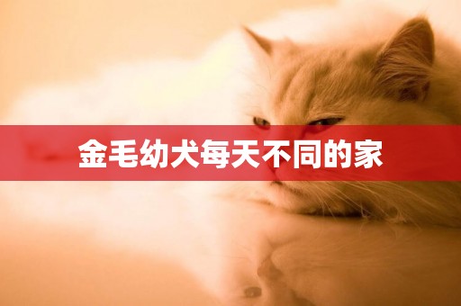 金毛幼犬每天不同的家