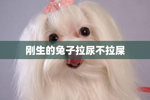 剛生的兔子拉尿不拉屎