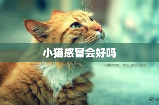 小貓感冒會好嗎
