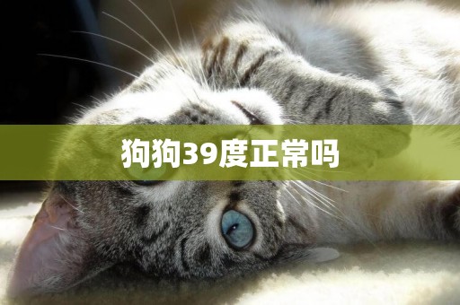 狗狗39度正常嗎