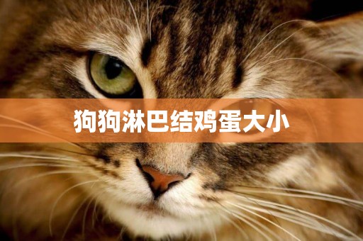 狗狗淋巴結雞蛋大小