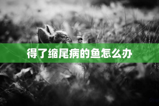 得了縮尾病的魚怎么辦