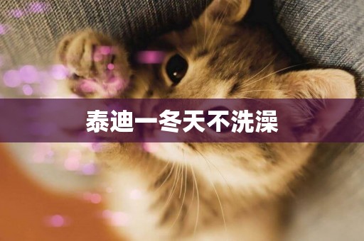 泰迪一冬天不洗澡