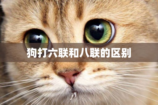 狗打六聯和八聯的區別