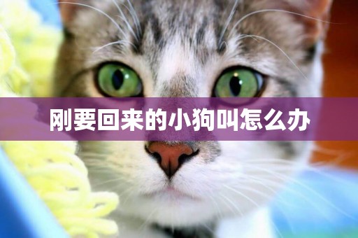 剛要回來的小狗叫怎么辦