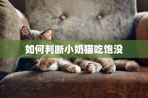 如何判斷小奶貓吃飽沒