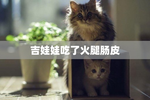 吉娃娃吃了火腿腸皮