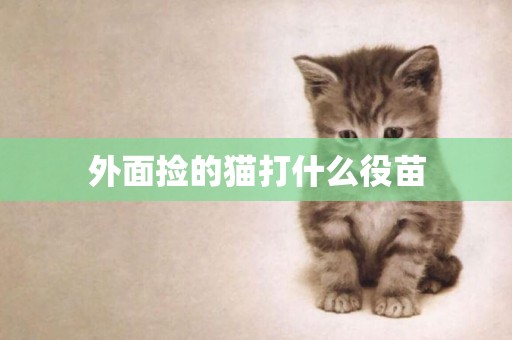 外面撿的貓打什么役苗
