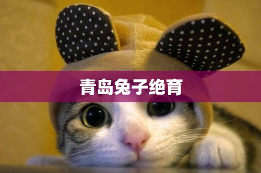 青島兔子絕育