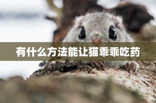 有什么方法能讓貓乖乖吃藥