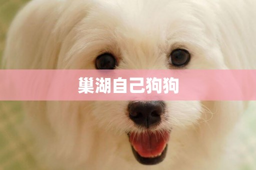 巢湖自己狗狗