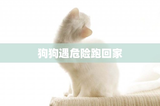 狗狗遇危險跑回家