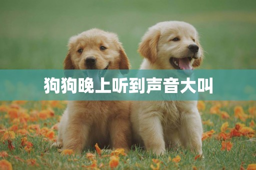 狗狗晚上聽到聲音大叫