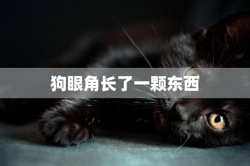 狗眼角長了一顆東西