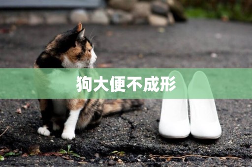 狗大便不成形