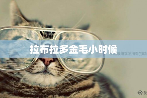 拉布拉多金毛小時候
