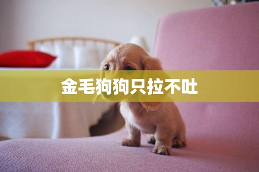 金毛狗狗只拉不吐
