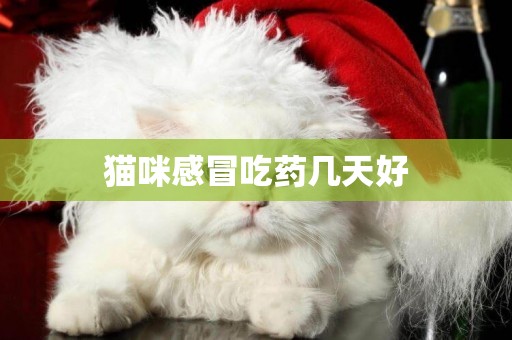 貓咪感冒吃藥幾天好
