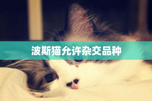 波斯貓允許雜交品種