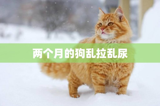 兩個月的狗亂拉亂尿