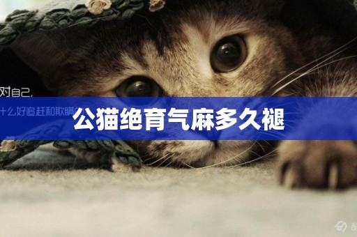 公貓絕育氣麻多久褪
