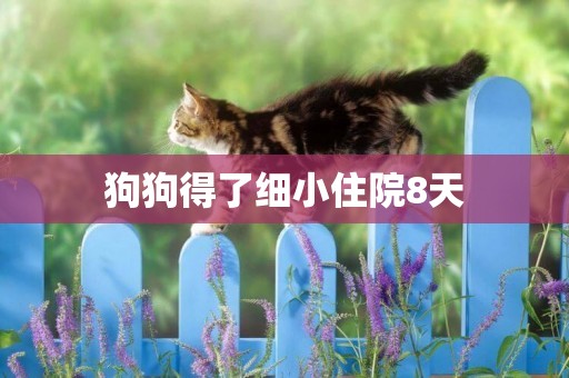 狗狗得了細小住院8天