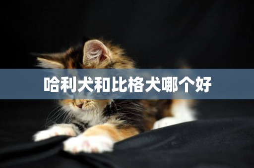 哈利犬和比格犬哪個好