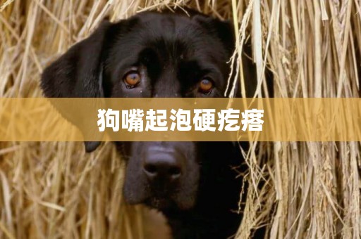 狗嘴起泡硬疙瘩