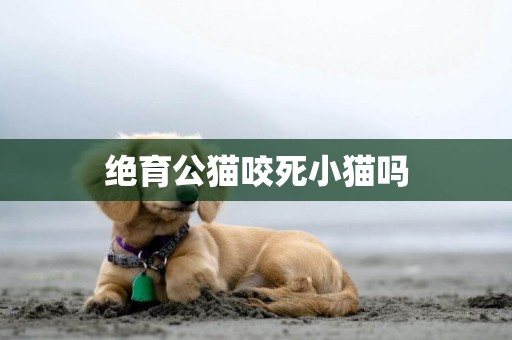 絕育公貓咬死小貓嗎