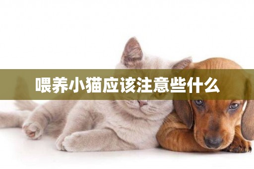 喂養小貓應該注意些什么