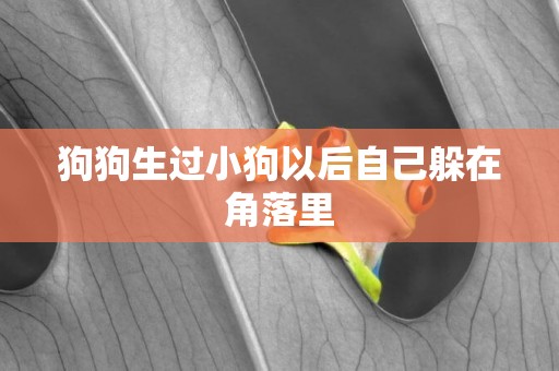 狗狗生過小狗以后自己躲在角落里