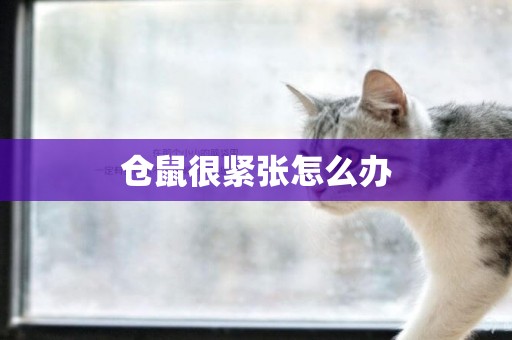 倉鼠很緊張怎么辦