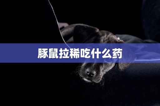 豚鼠拉稀吃什么藥