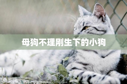 母狗不理剛生下的小狗