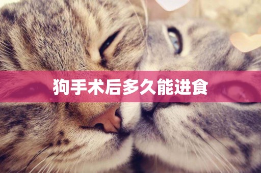 狗手術后多久能進食