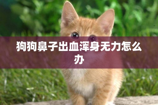 狗狗鼻子出血渾身無力怎么辦