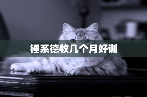 錘系德牧幾個月好訓